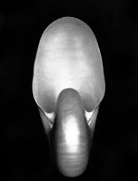 Foto. Edward West